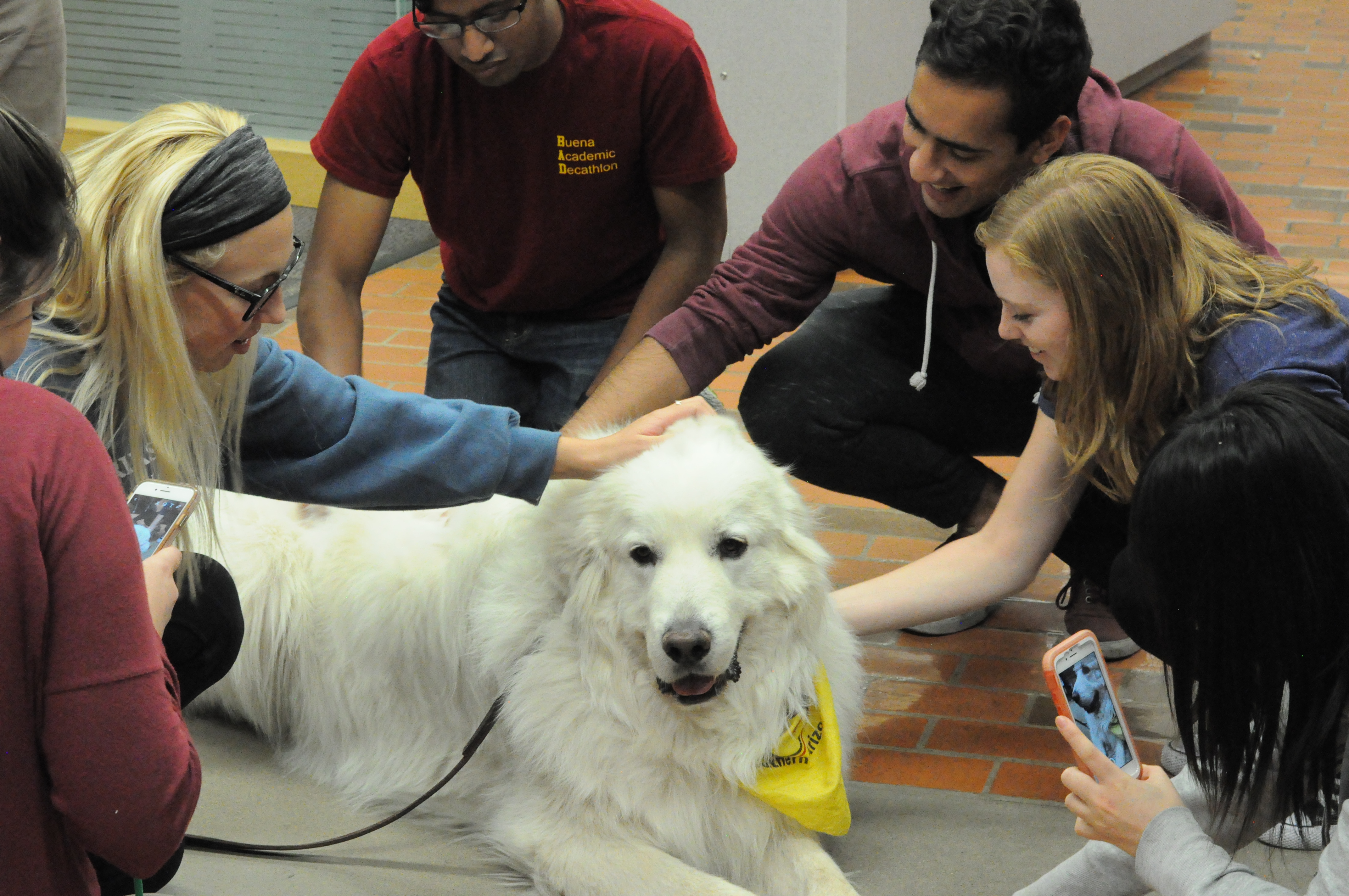 Pets  University of Arizona