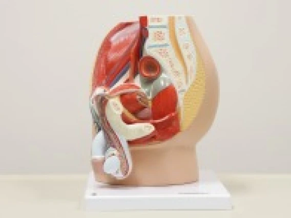 Axis Scientific 3-part male pelvis