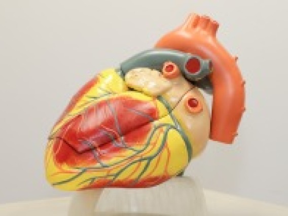 Axis Scientific 3-part human heart (3x life-size)