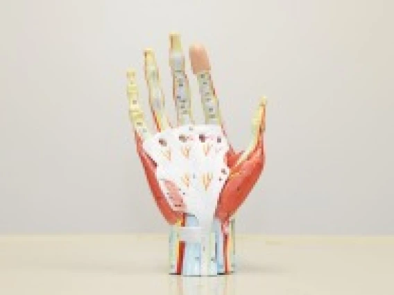 Axis Scientific 7-part hand with muscles, ligaments, nerves, and arteries