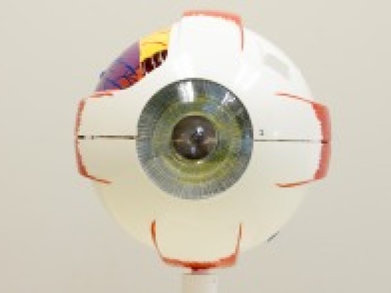 Axis Scientific 7-part human eye (5x life-size)