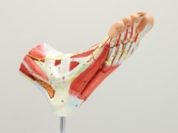 Axis Scientific 9-part foot with muscles, ligaments, nerves, and arteries