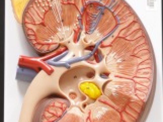 Axis Scientific kidney with adrenal gland (3x life-size)