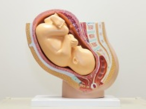 Axis Scientific pregnancy pelvis with mature fetus numbered anatomy