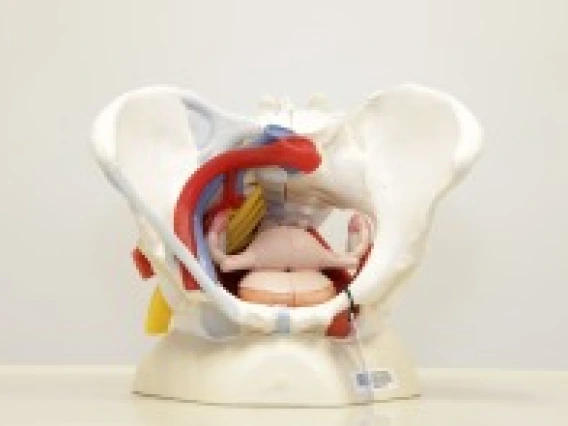 Human female pelvis skeleton model with ligaments, vessels, nerves, pelvic floor muscles, and organs