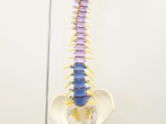 Rudiger Anatomie premium didactic flexible human spine