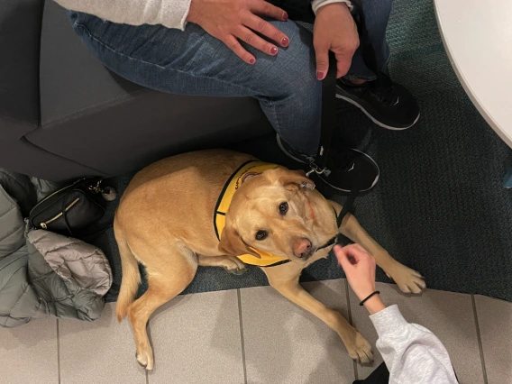 hands petting brown dog sitting down