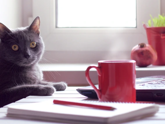 cat sittling in front of laptop, ready to type