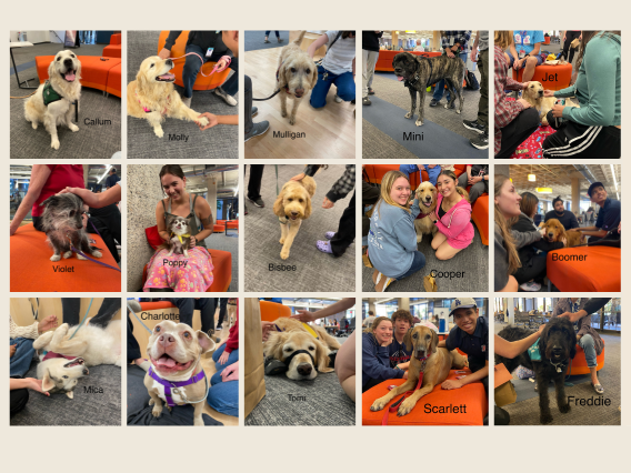 Gallery of all the therapy dogs at Pause for Paws