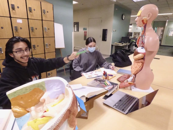 Two students working with human anatomy models