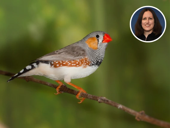 zebra finch bird on branch with headshot of Julie Miller in corner