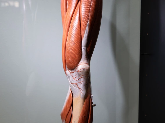Muscles of the Leg with Base of Pelvis (model)
