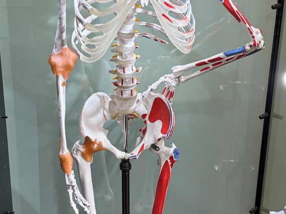  Axis Scientific Painted and Numbered Life-Size Human Skeleton Anatomy Model with Flexible Spine, Ligaments
