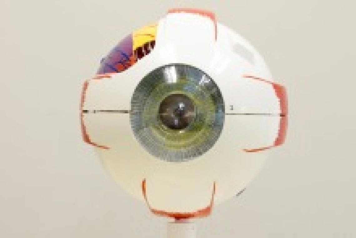 Axis Scientific 7-part human eye (5x life-size)