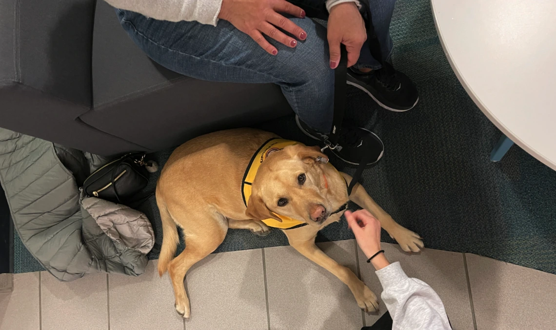 hands petting brown dog sitting down