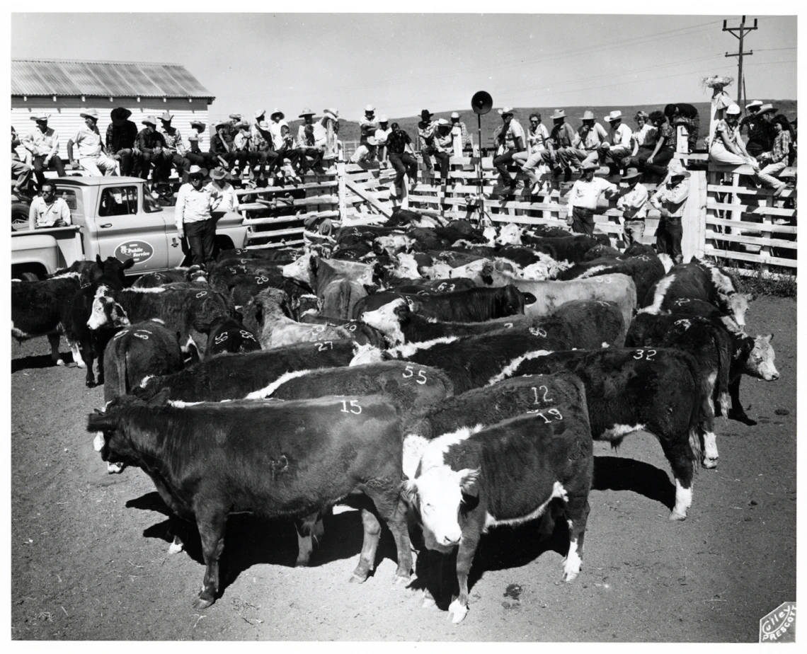 Photograph of a Calf Sale by Matt Culley, 1963