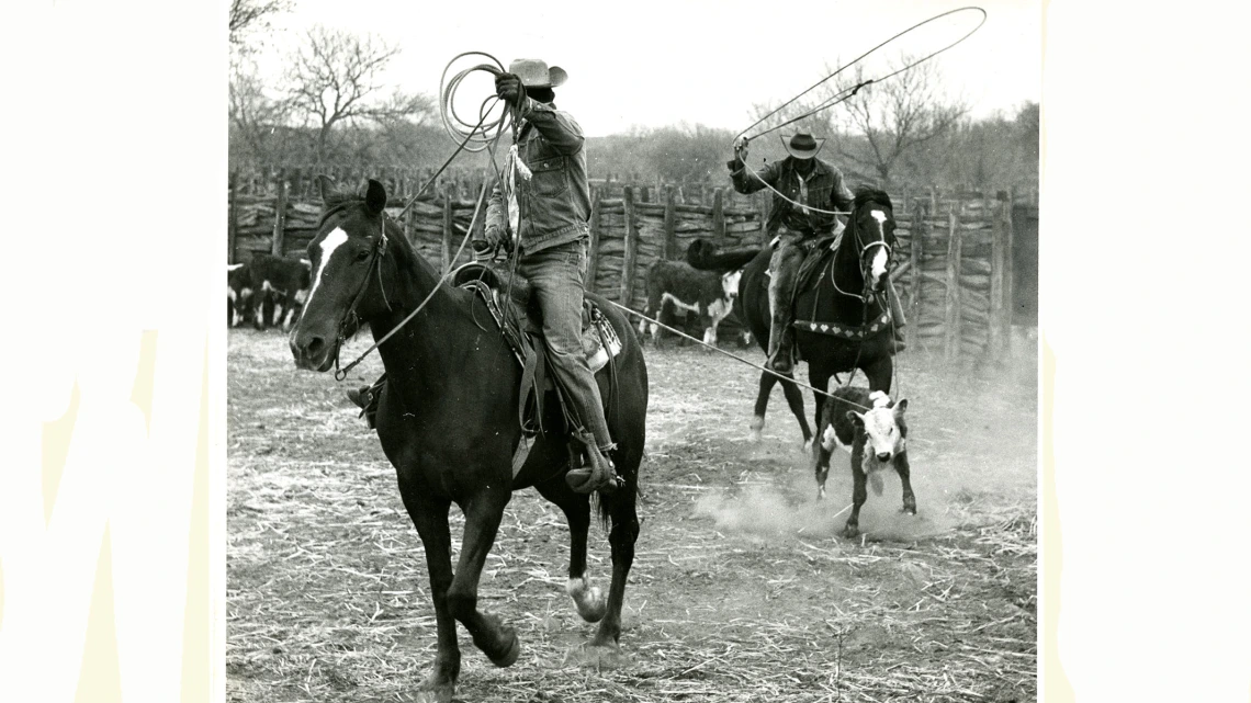 Cowboys Roping Cattle, 1959