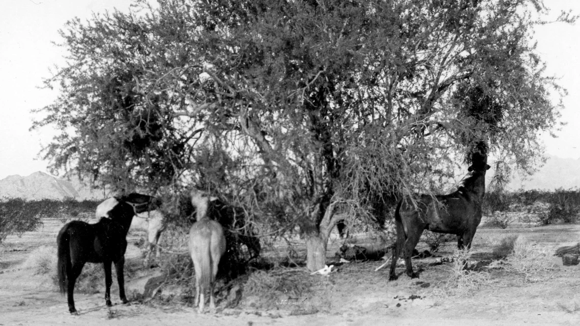 Photograph of Horses Eating a Tree, circa 1913