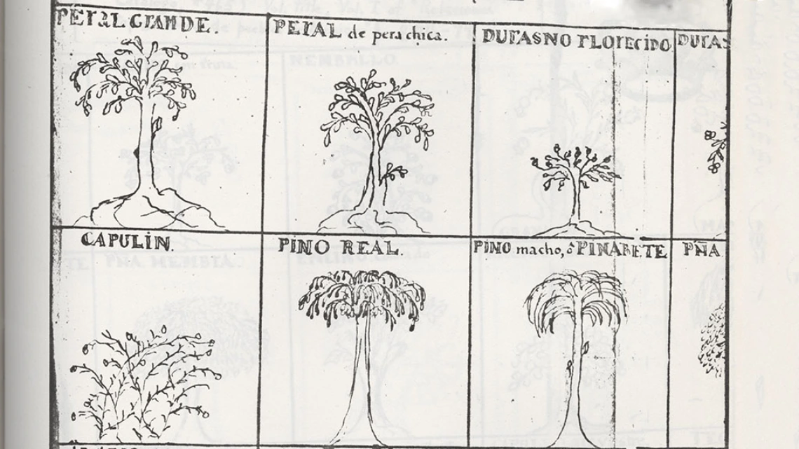 Plant Sketches, 1777