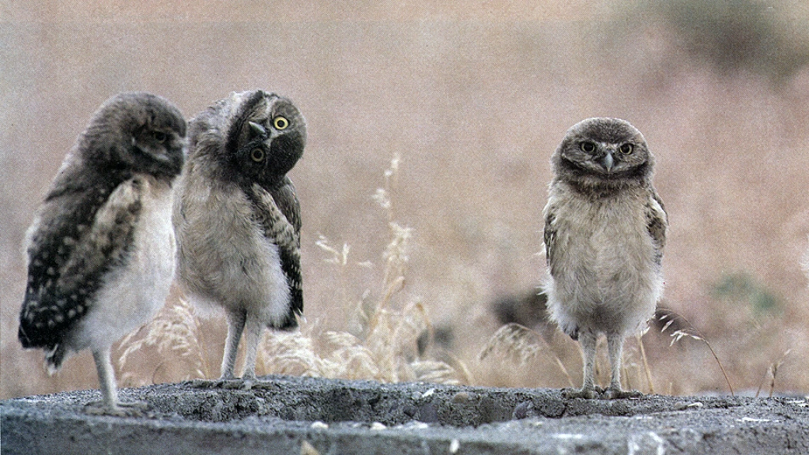 Three Owls, circa 1985