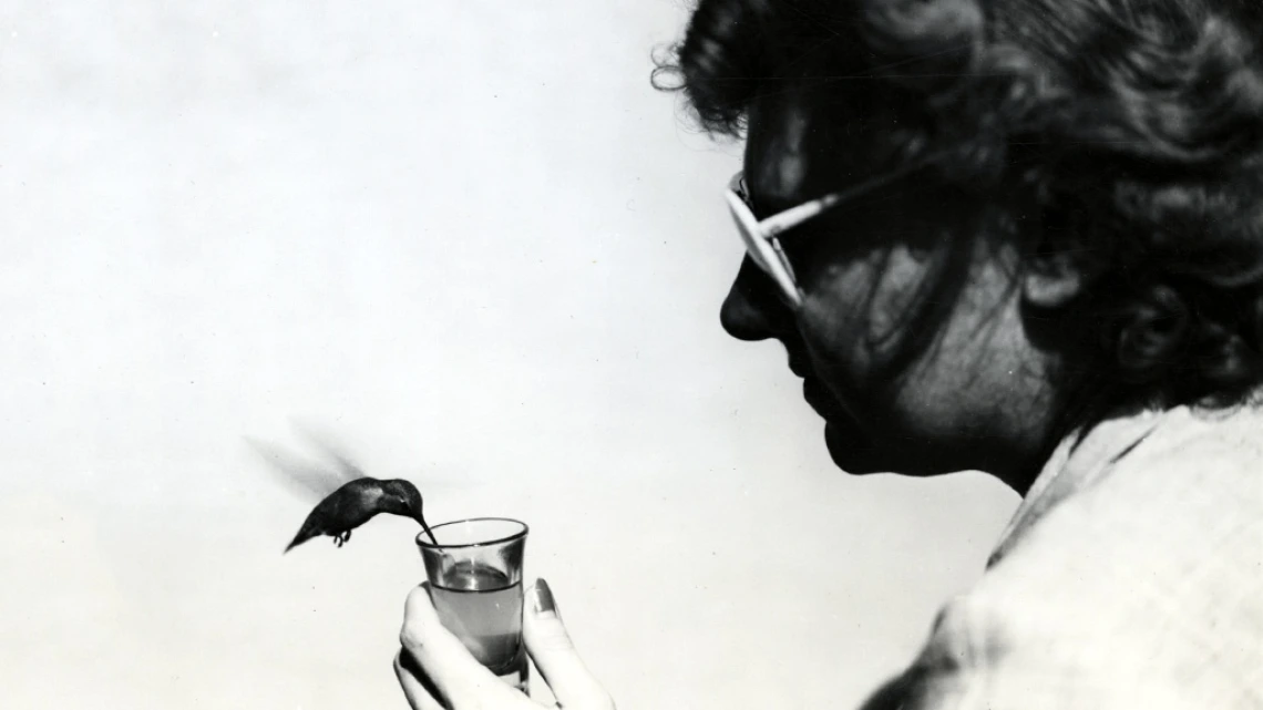 Hummingbird Drinking Syrup from Glas Held by Kitty P., undated