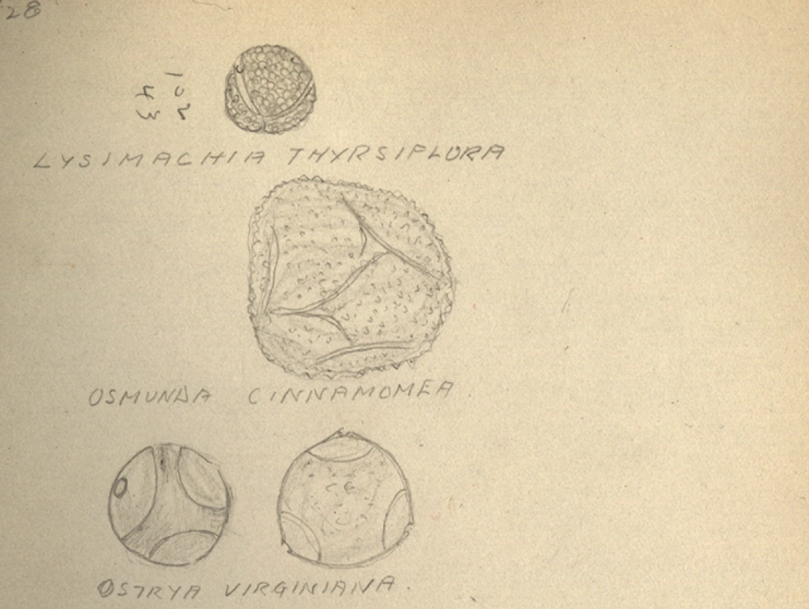 Page from Paul Bigelow Sears' Pollen Field Notebook, March 7, 1928