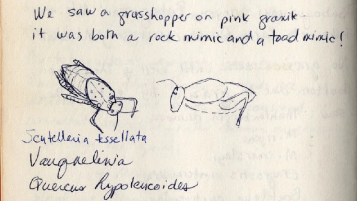 Grasshopper Sketch from Field Notebook, 1927