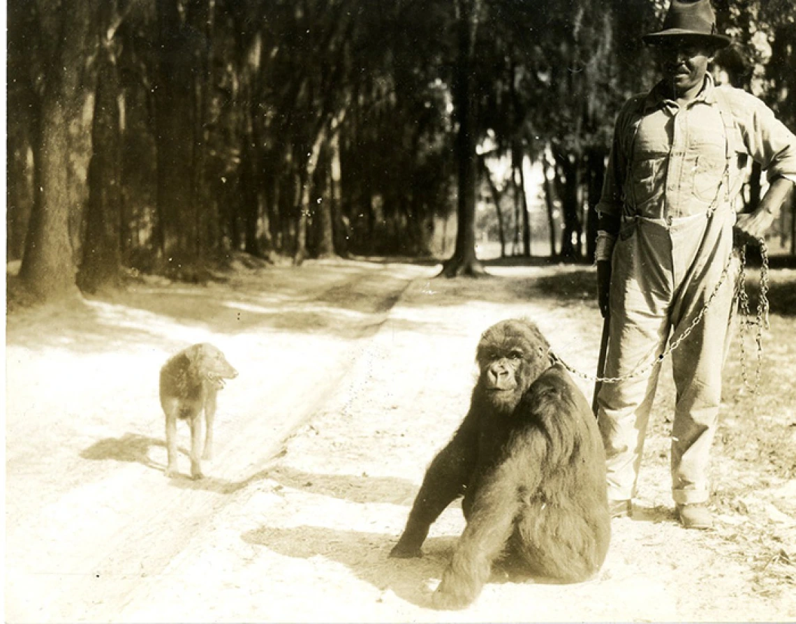 Gorilla, man and dog