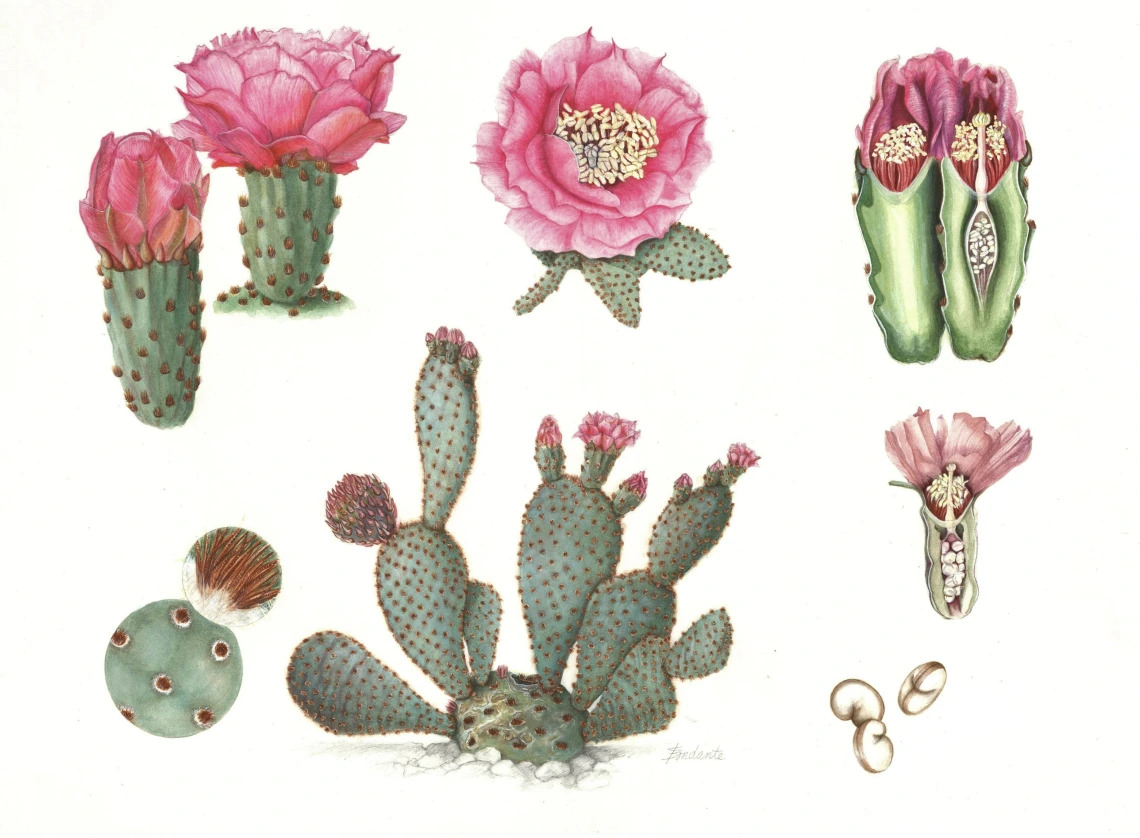 Opuntia basilaris (Beavertail pricklypear cactus)