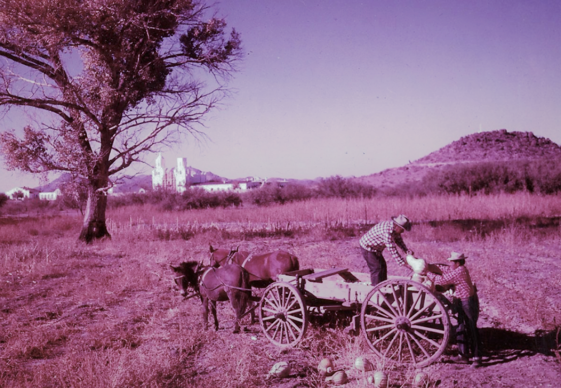 A color photograph of two men on a horse-drawn wagon during a squash harvest at San Xavier Mission