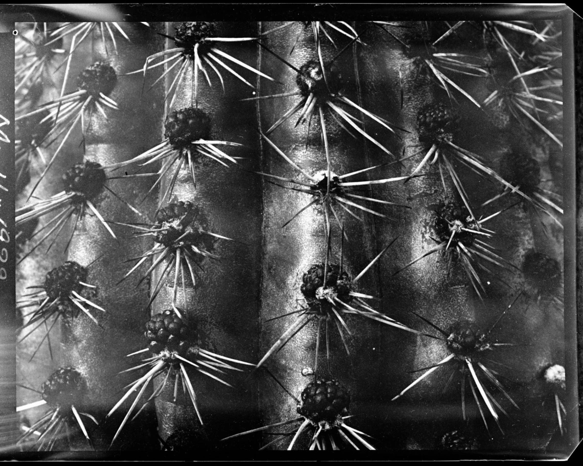 Lemaireocereus thurberi, detail, 1932 Close-up black and white image of a Lemaireocereus thurberi or organ pipe cactus