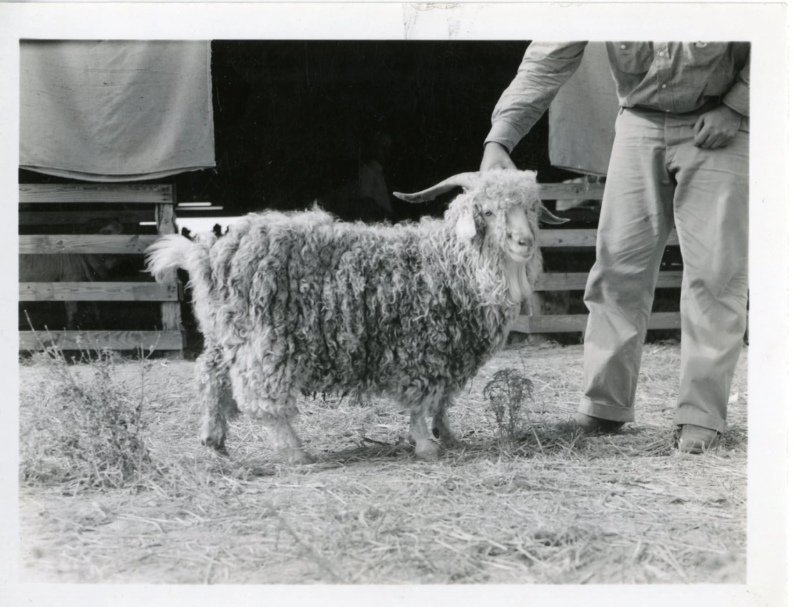 Buck Yearling Highest Priced Buck Sold at Junction, Texas, 1938