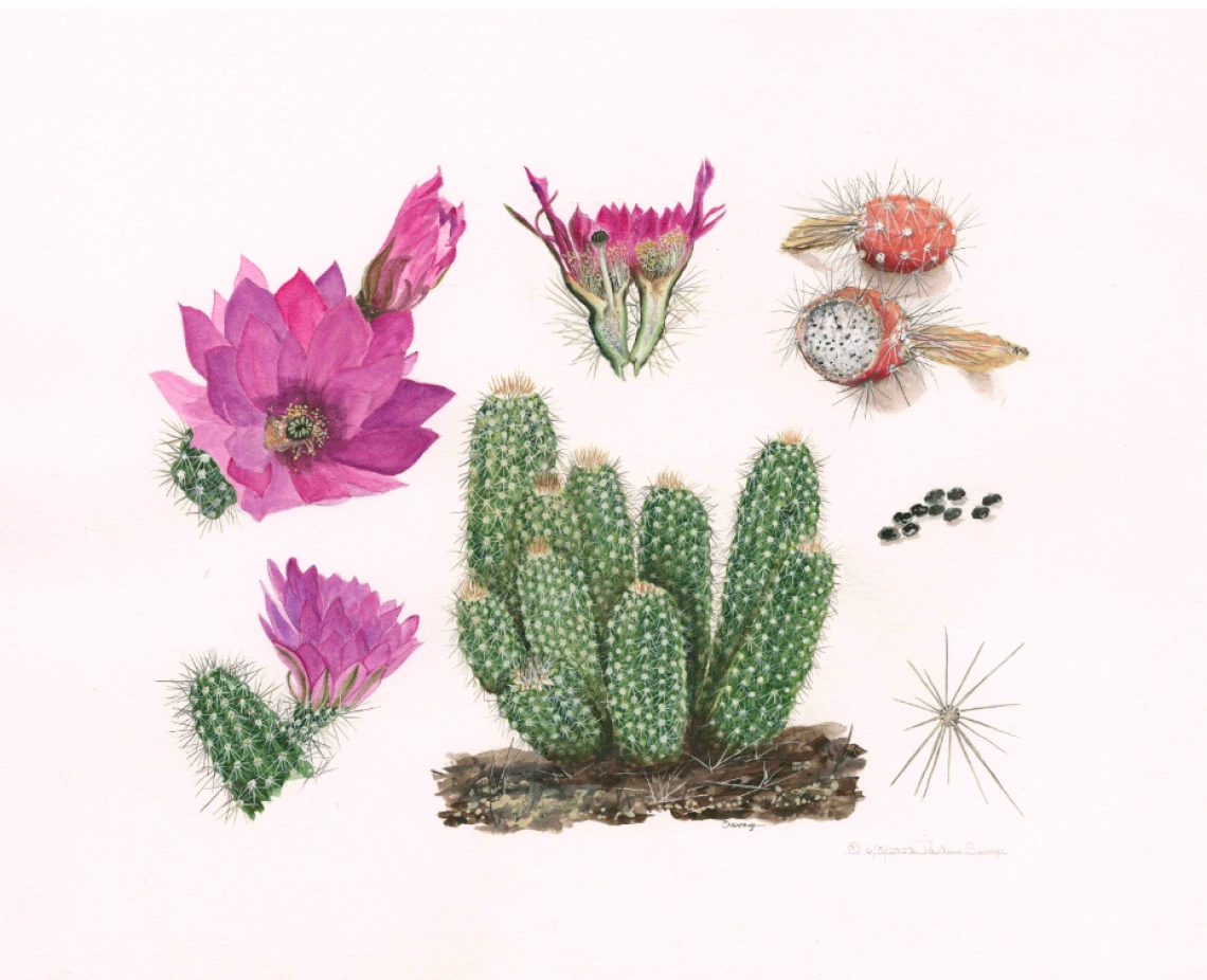 a painting of desert flowers and cacti