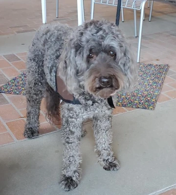 Gray dog standing outside the library