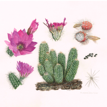 a painting of desert flowers and cacti