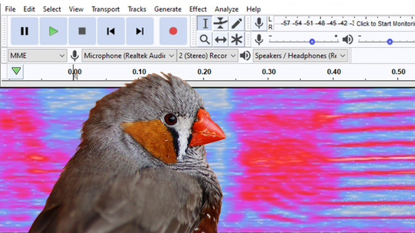 Zebra finch in front of audio soundwave image