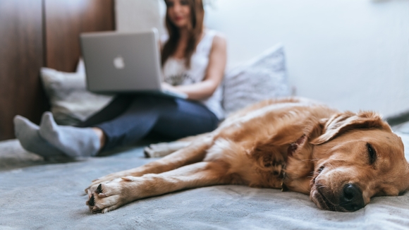 Dog and woman on laptop on bed