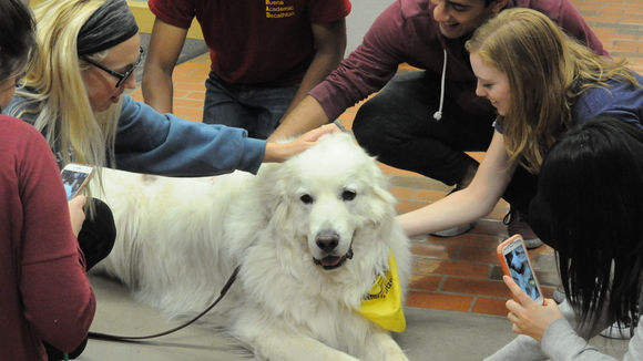 Therapy dog with students