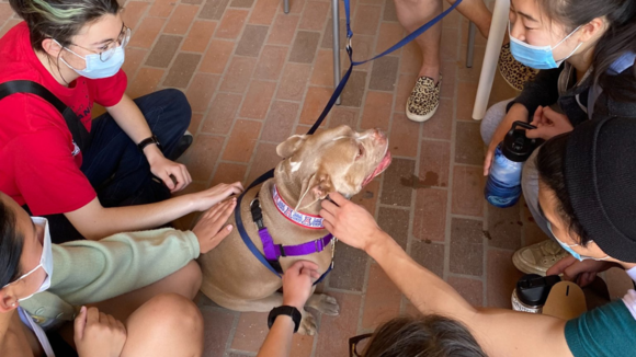 college students petting a therapy dog