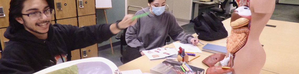 Two students working with human anatomy models