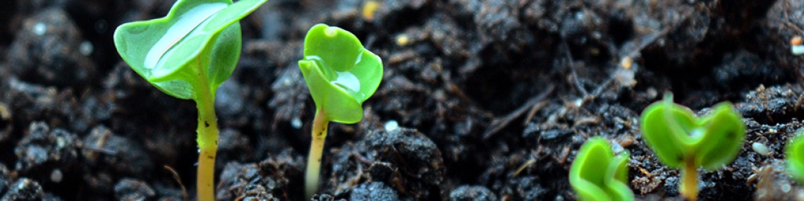 Green plant sprouts growing out of soil